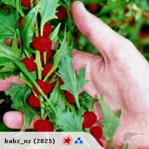 Strawberry Spinach Carousel 1