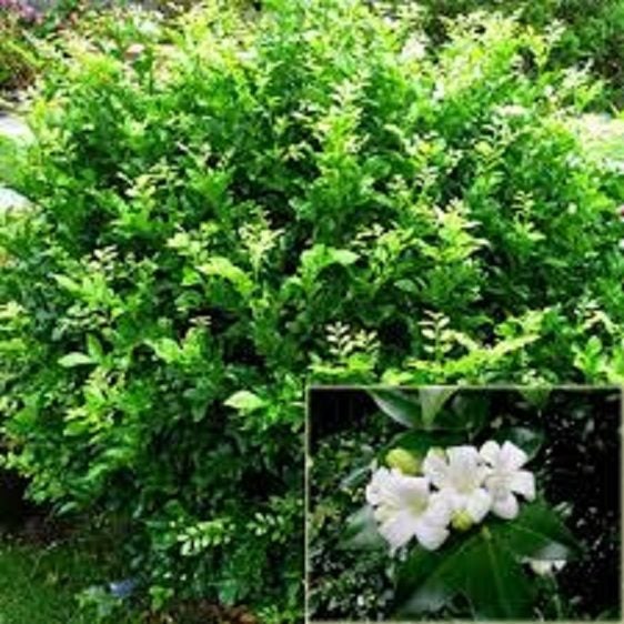Murraya Paniculata - Orange Jasmine Carousel 1