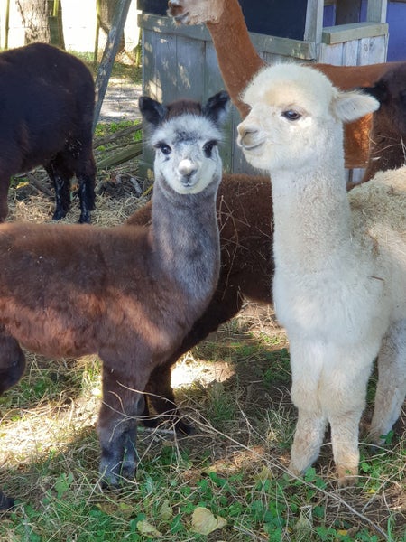 Pet Female and cria Carousel 1