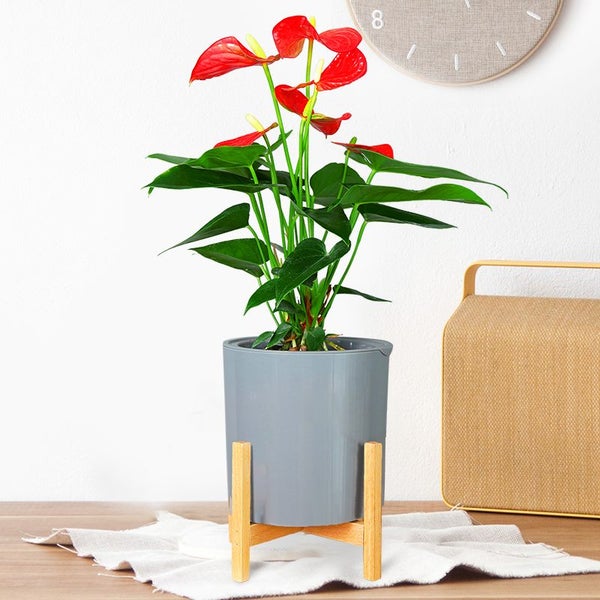 Indoor Plant Pot New Carousel 1