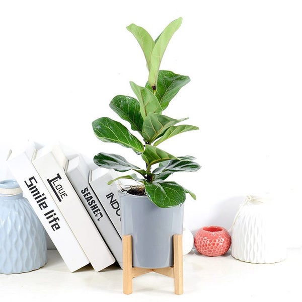 Indoor Plant Pot New Carousel 2