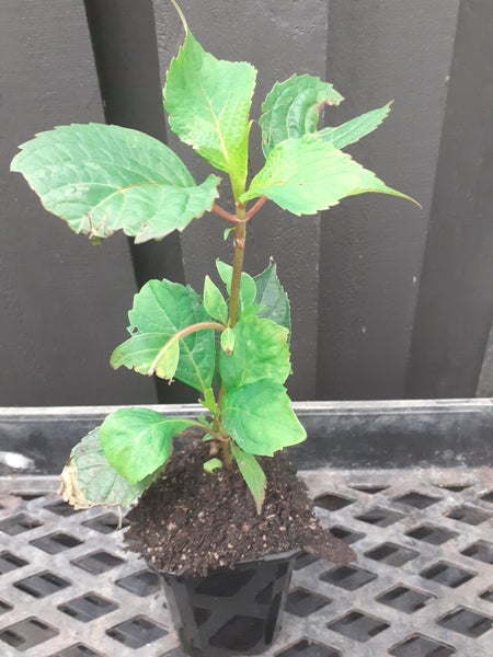 Hydrangea preziosa chameleon colour changing compact shrub Carousel 2