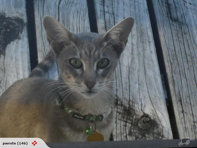 Takapuna, Grey & White shorthair oriental (Missing Carousel 1