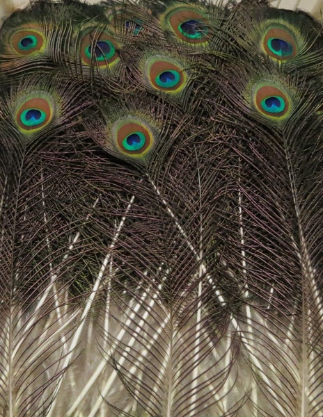 Feathergirl: Complete Peacock Tail $1 Reserve Carousel 9