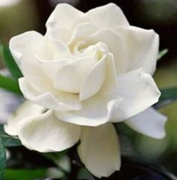 Gardenia True Love double white scented Carousel 1