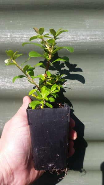 Escallonia Apple Blossom x 50 Carousel 3