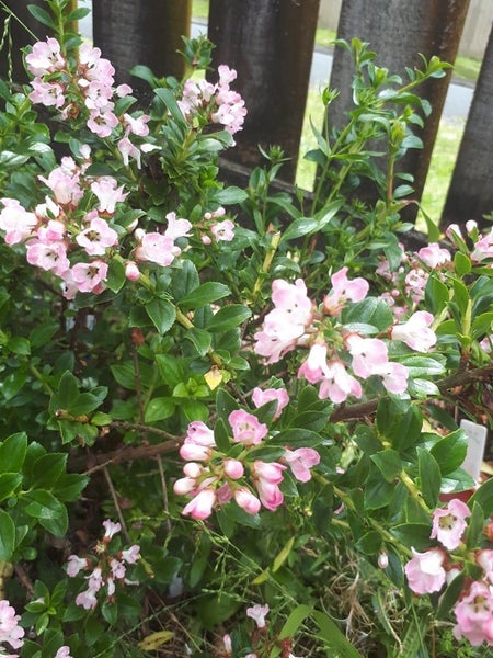 Escallonia Apple Blossom x 50 Carousel 2