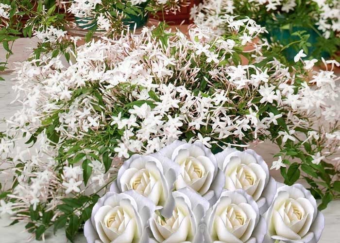 Fragrance Oil White Rose & Jasmine 50ml Carousel 1