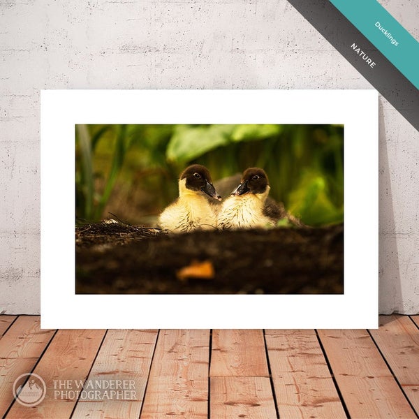 Nature | Ducklings (Fine Art Print, A4) Carousel 1