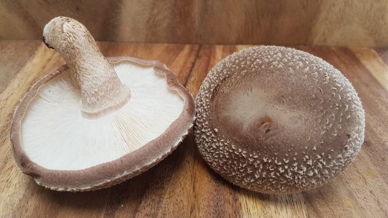 Shiitake Block Ready To Go - Grow Your Own Carousel 8