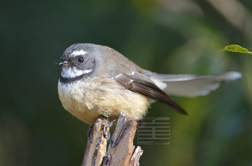 Beautiful Fantail Carousel 1