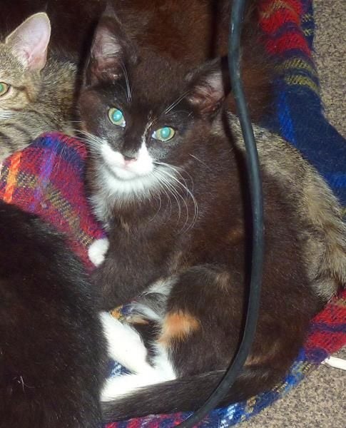 Central North Island - Lost Cat Carousel 1