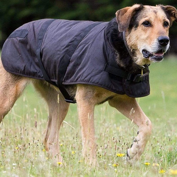 Outback Oilskin Dog Coat - 2XL-3XL Carousel 1