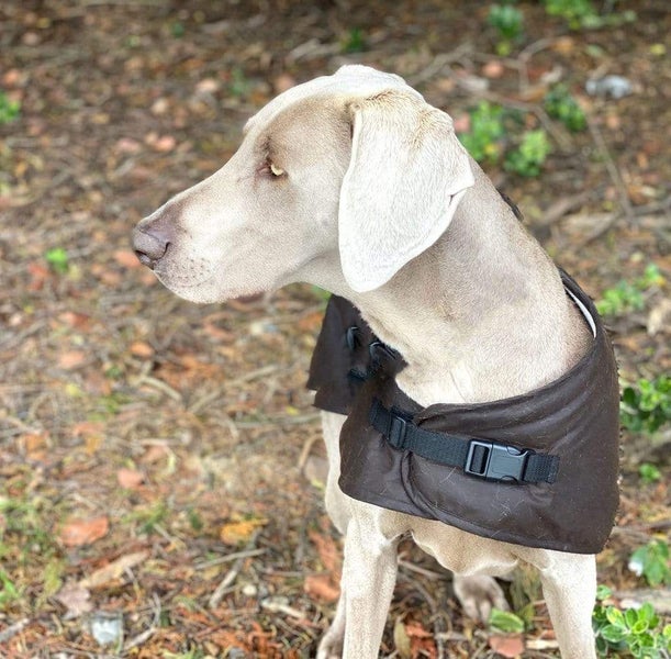 Outback Oilskin Dog Coat - 2XL-3XL Carousel 5