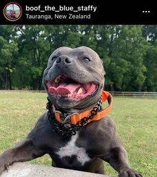 STAFFORDSHIRE BULL TERRIER PEDIGREE STUD DOG Carousel 1