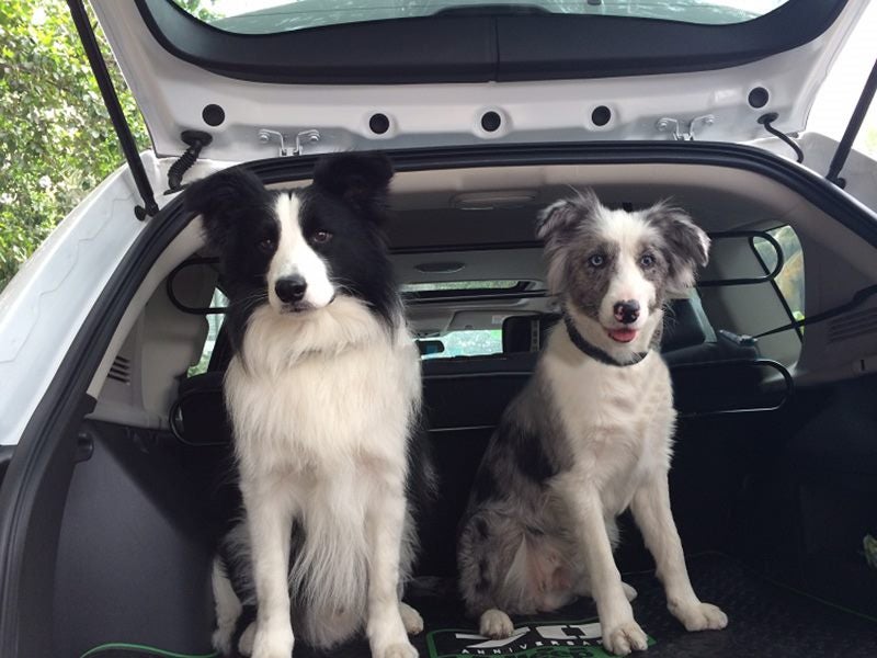 PTN NEW Car Barrier Car Pet Dog Barrier Safety Fence Sale Sale Sale Carousel 7