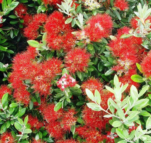 NZ Christmas tree. Metrosideros excelsa Carousel 1