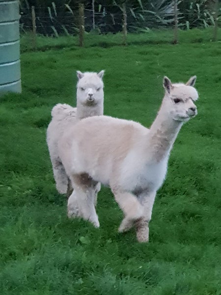 Pet Female and cria Carousel 2