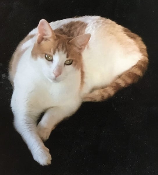Lost Cat 'Monty' from Albany REWARD $1,000 Carousel 1