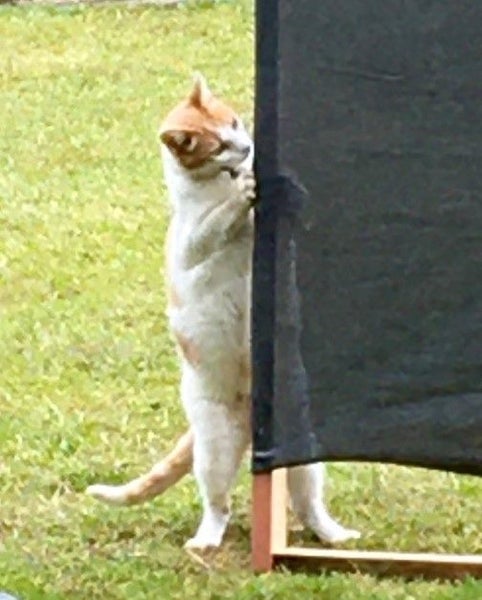 Lost Cat 'Monty' from Albany REWARD $1,000 Carousel 3