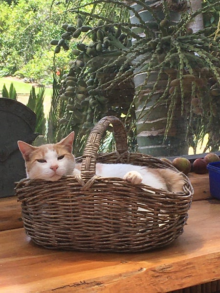 Lost Cat 'Monty' from Albany REWARD $1,000 Carousel 2