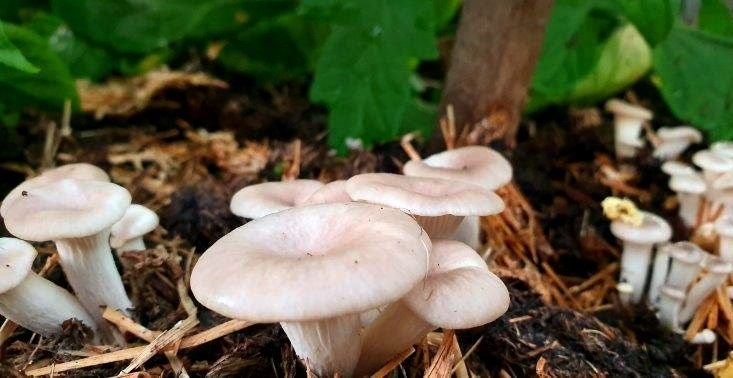 Oyster Mushroom Garden Bed Grow Kit - 2KG Carousel 4