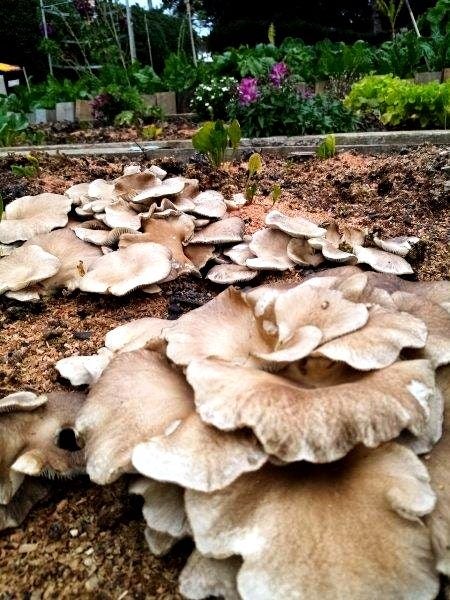 Oyster Mushroom Garden Bed Grow Kit - 2KG Carousel 2