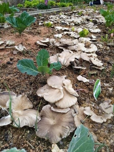 Oyster Mushroom Garden Bed Grow Kit - 2KG Carousel 1