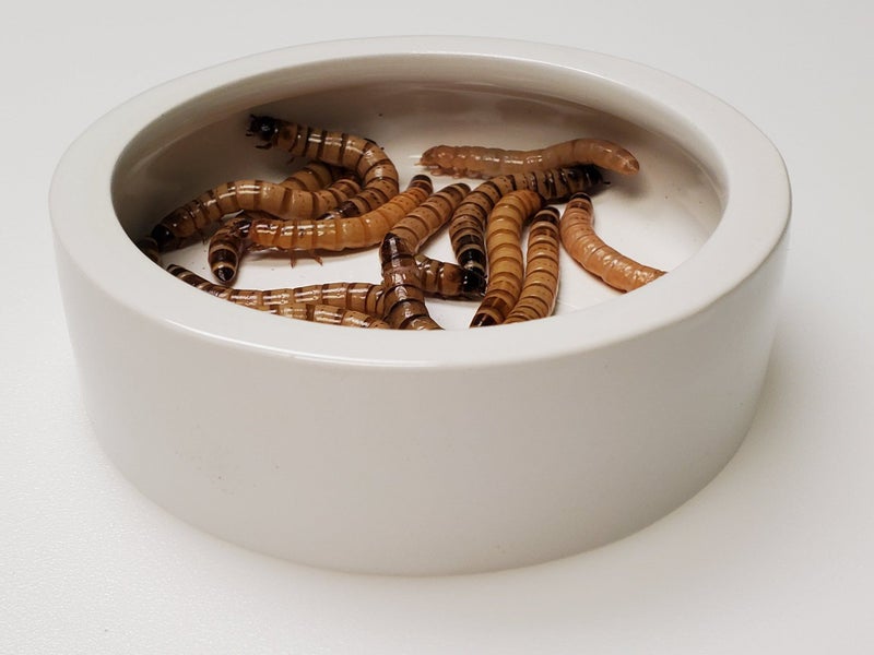 Large No Escape Feeder Bowl 13cm Carousel 2