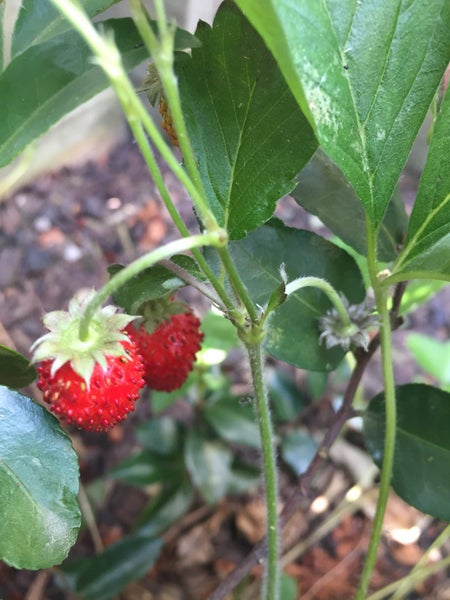 Wild Strawberry - 50 seeds - heirloom - delicious fruit - Fragaria vesca Carousel 2