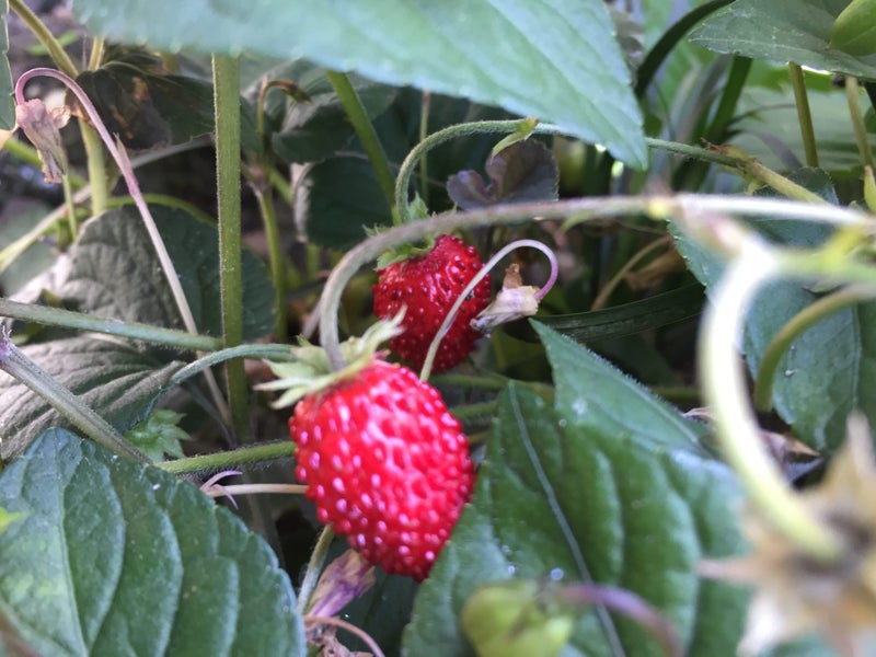 Wild Strawberry - 50 seeds - heirloom - delicious fruit - Fragaria vesca Carousel 1
