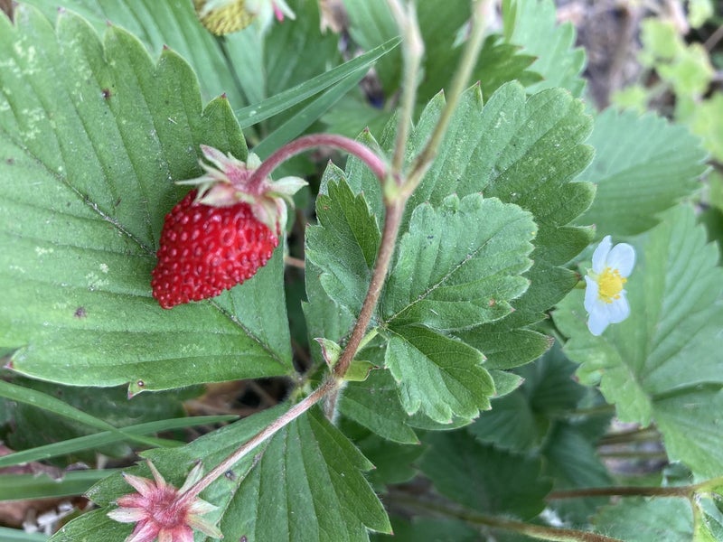 Wild Strawberry - 50 seeds - heirloom - delicious fruit - Fragaria vesca Carousel 8