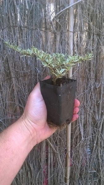 Coprosma Kirkii Variegata x 10 Carousel 2