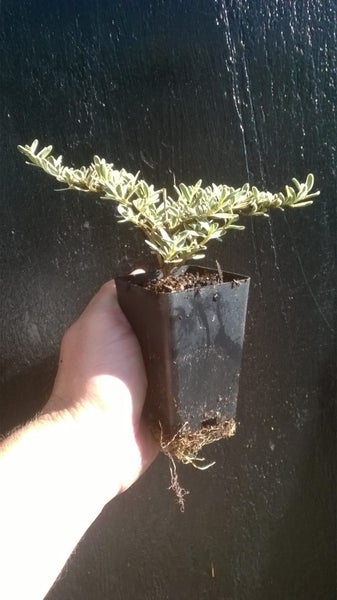 Coprosma Kirkii Variegata x 10 Carousel 3