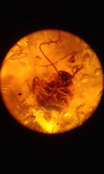 Kauri Gum 10 Insect Inclusions Time Capsule. Carousel 17