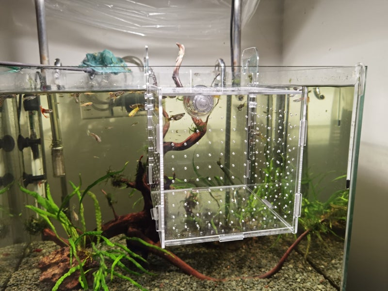 Acrylic fish Tank Breeding Isolation Box For Hatchery Incubator 15*15*15cm Carousel 2