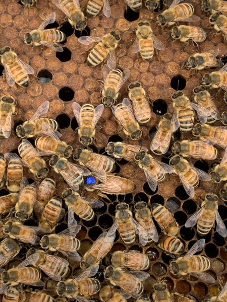 Queen Bees Carousel 1