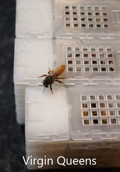 Queen Bees Carousel 7