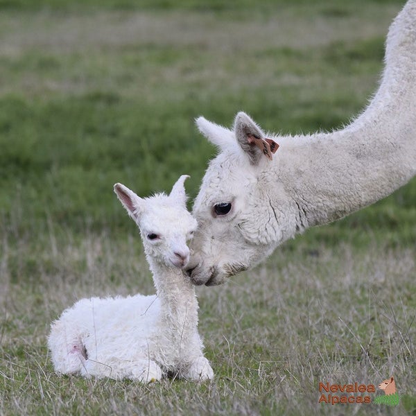 Female Alpacas for Sale Carousel 1