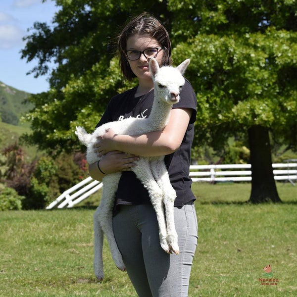 Female Alpacas for Sale Carousel 2