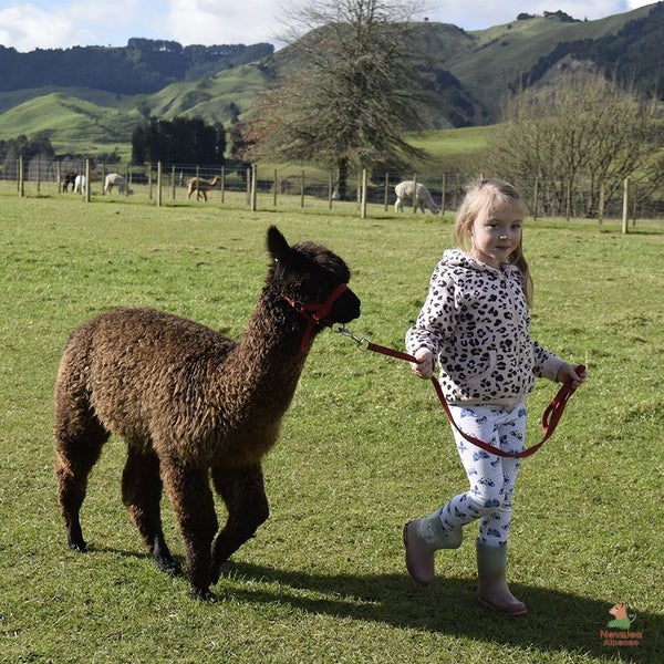 Female Alpacas for Sale Carousel 9