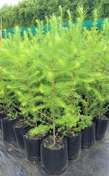 Larch Tree (Larix Kaempferi) Live Christmas tree!! Carousel 2
