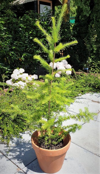 Larch Tree (Larix Kaempferi) Live Christmas tree!! Carousel 1