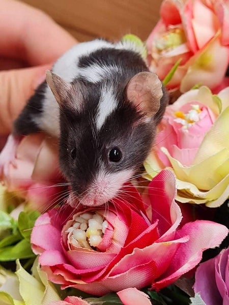 Stunning Female Baby Mice - NEW GIRLS AVAILABLE NOW Carousel 1