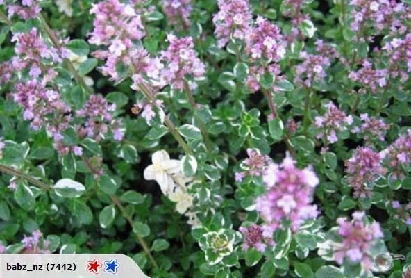 THYME ENGLISH Seeds Carousel 1