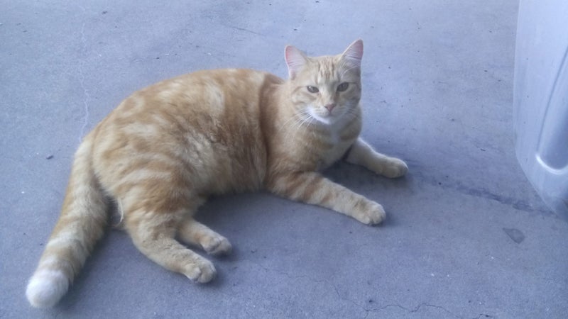 Our cat Fred is missing Carousel 1
