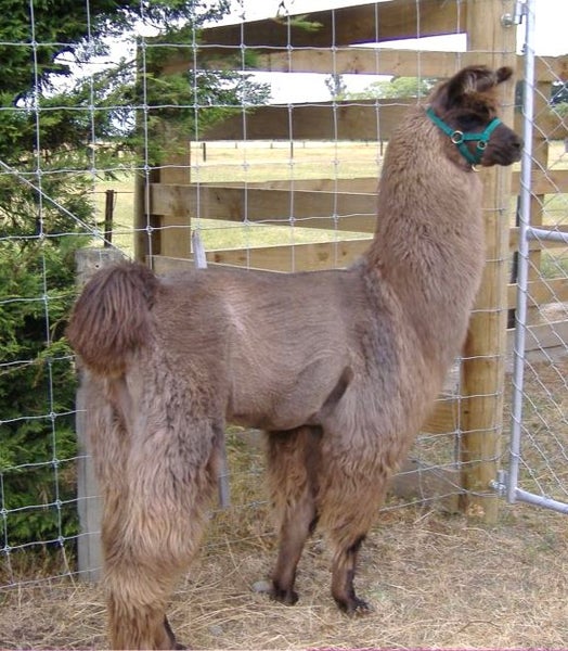 Llama Fleece #29, 1kg. Natural blend of browns, with a tiny bit of grey Carousel 1