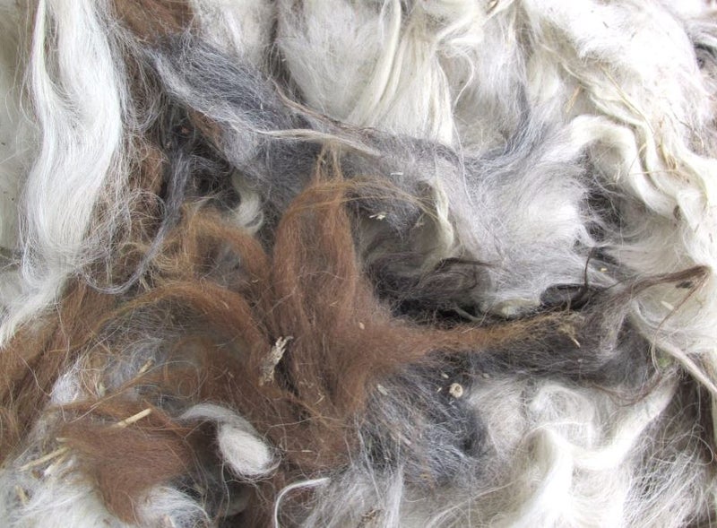 Llama Fleece #24, 1kg. White and apploosa blend of browns/greys & caramels Carousel 1