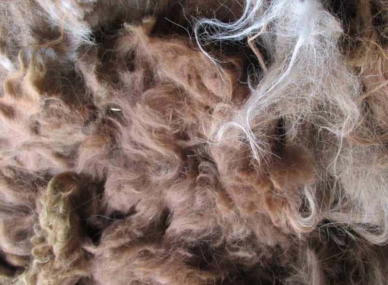 Llama Fleece, 1kg. Light Caramel brown with a touch of white Carousel 1