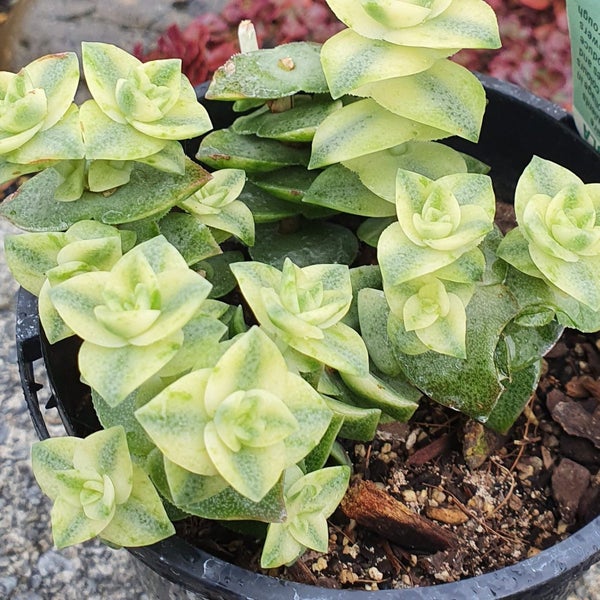 Crassula Perforata Variegata Carousel 2